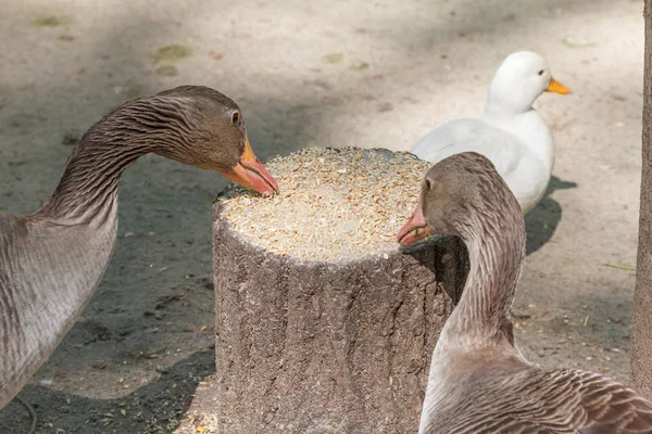 Husa domácí pták na farmě — Stock fotografie