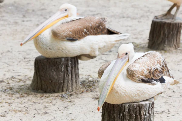 Pelikaner resten utomhus — Stockfoto