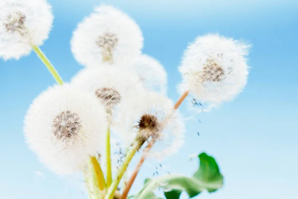 Group of dandelion on blue sky closeup, summaer or spring — Stock Photo, Image