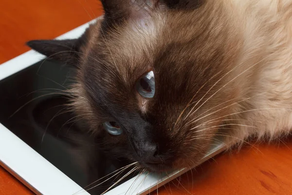 Lindo gato juega en la tableta . —  Fotos de Stock