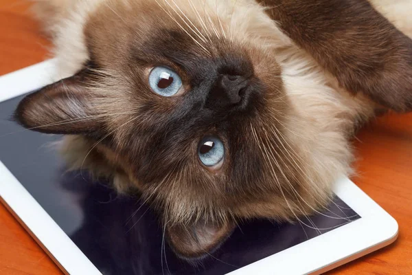 Schattige kat speelt op de tablet. — Stockfoto