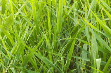 Bulrush veya kuyrugu gölün kıyısında.