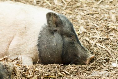 Domuzlar çiftlikte dinlenme.