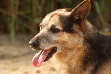 Köpek surat yaklaş..