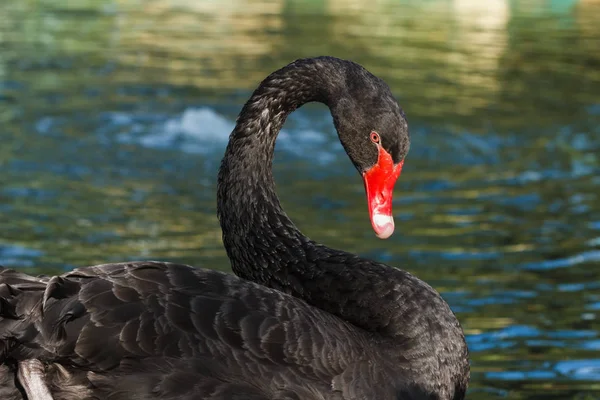 Lago de natação cisne . — Fotografia de Stock