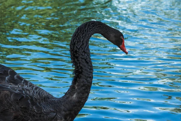 Swan lake zwemmen. — Stockfoto