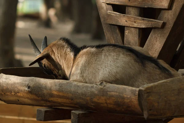 Petite chèvre dort dans une mangeoire dans une ferme de chèvres . — Photo