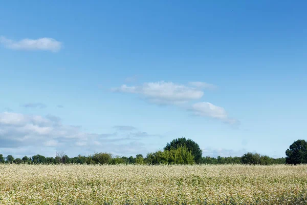 Manzara göz kamaştırıcı olsun arka plan.