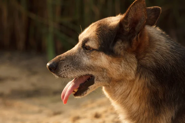 Köpek surat yaklaş..