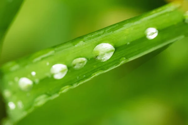 Wassertropfen auf grünem Blatt aus nächster Nähe. — Stockfoto