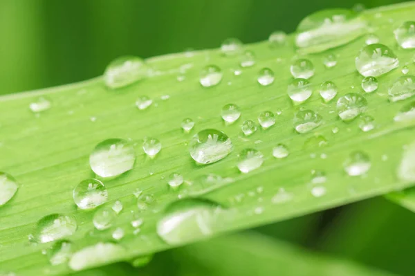 Краплі води на зеленому листі крупним планом . — стокове фото
