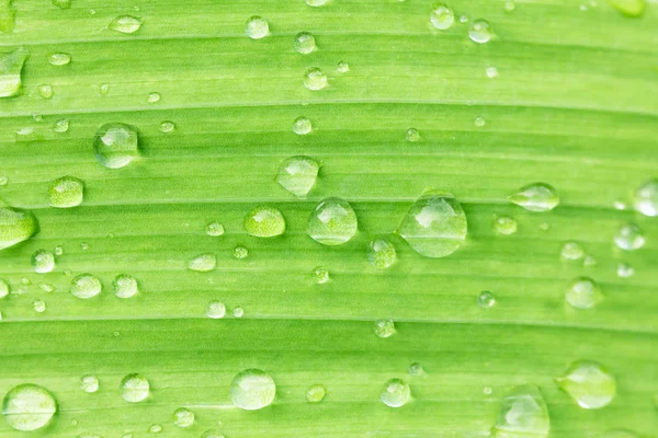 Wassertropfen auf grünem Blatt aus nächster Nähe. — Stockfoto