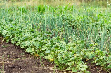 Soğan ve Sebze yatak.