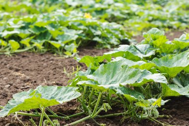 Kabaklar alan yakın çekim