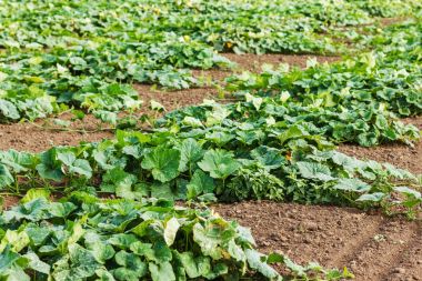 Kabaklar alanında satırları