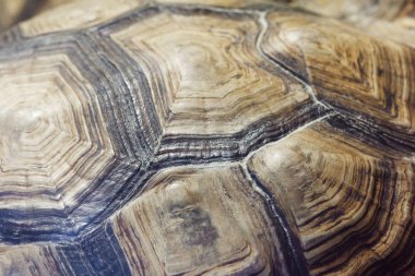 Turtle'nın arka arka plan.