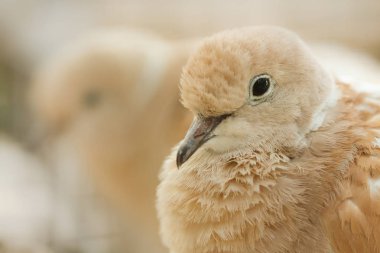 Güvercin yüz yakın çekim.