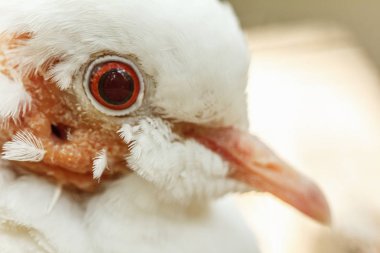 Güvercin yüz yakın çekim.