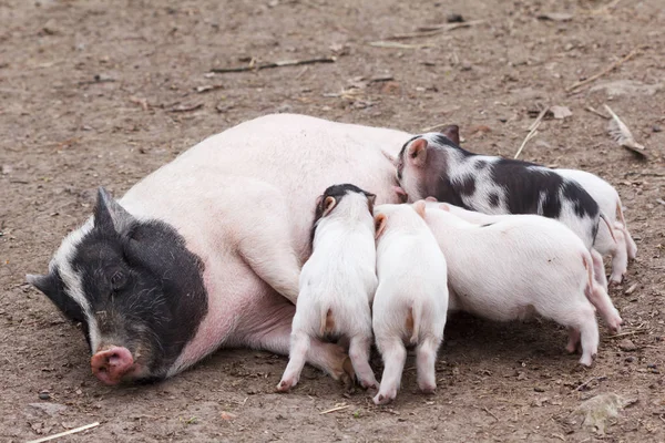 Fertile sow and piglets — Stock Photo, Image