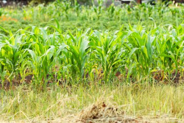 Mısır ve Sebze yatak.