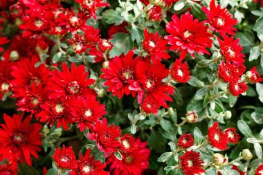 Arka plan kırmızı doku soyut krizantem çiçekler bahar