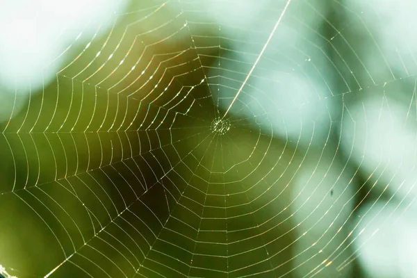Macro de Spider Web — Foto de Stock