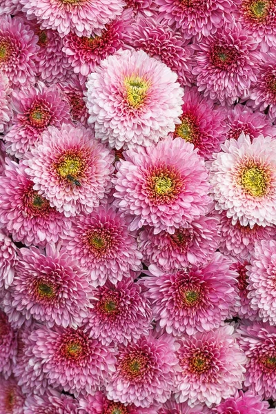 배경 질감 추상 국화 핑크 꽃 봄 — 스톡 사진