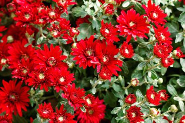 Arka plan kırmızı doku soyut krizantem çiçekler bahar