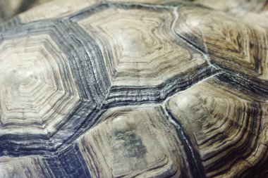 Turtle'nın arka arka plan.