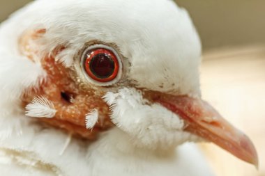 Güvercin yüz yakın çekim.