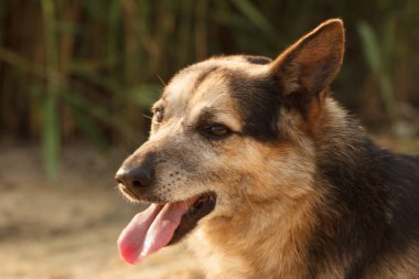 Köpek surat yaklaş..