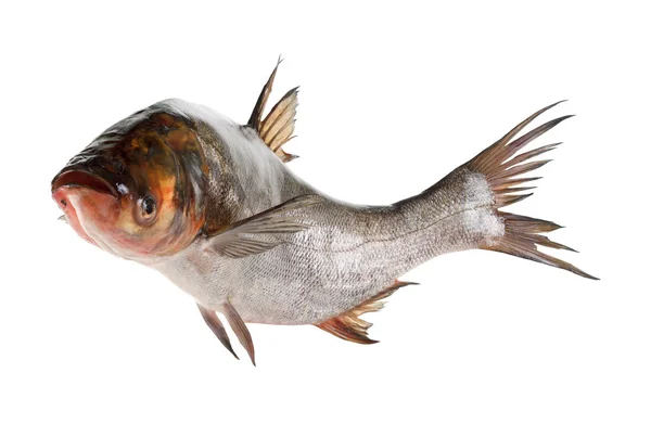 Ryby srebrny karpia na białym tle — Zdjęcie stockowe