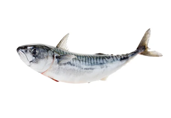 Fresh atlantic mackerel isolated on white — Stock Photo, Image