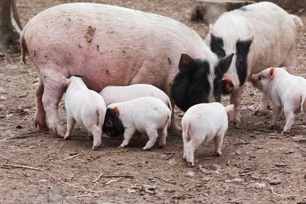 肥沃的母猪和仔猪 — 图库照片
