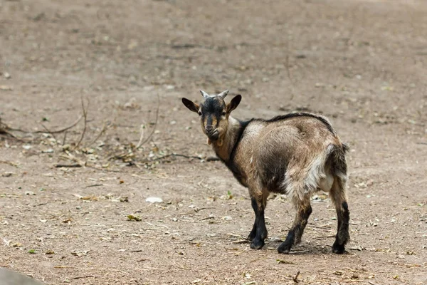 Маленькая коза бегает по козлиной ферме . — стоковое фото
