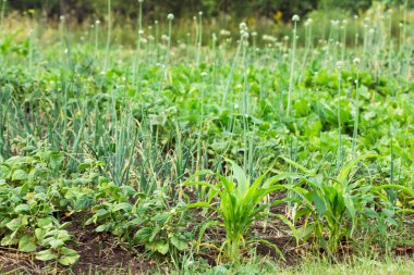 Soğan, Mısır ve sebze yatak.
