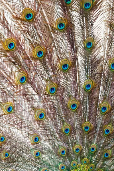 Penas de pavão coloridas — Fotografia de Stock