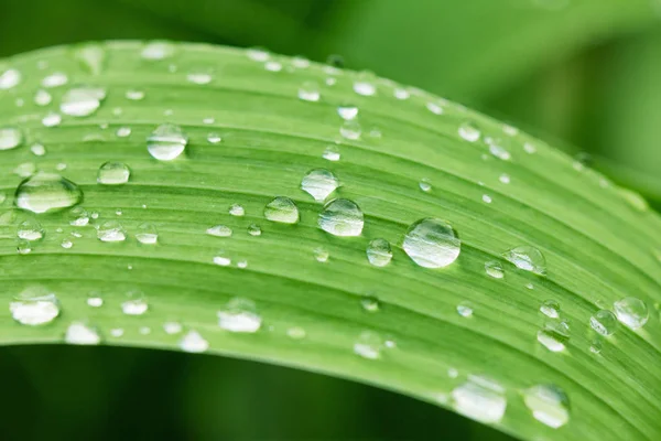 Folha verde de planta com gotas de água perto . — Fotografia de Stock