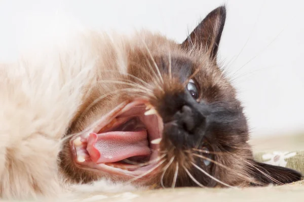 Hermoso balinés gato de cerca — Foto de Stock