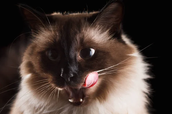 Prachtige balinese kat geïsoleerd op zwart — Stockfoto