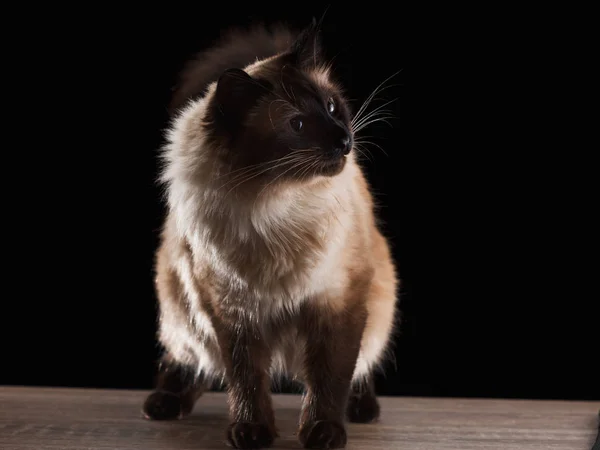 아름 다운 발리 고양이 블랙에 고립 — 스톡 사진