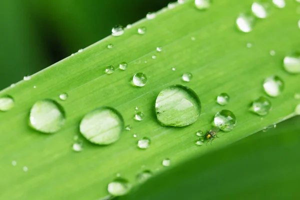 Wassertropfen auf grünem Blattmakro. — Stockfoto