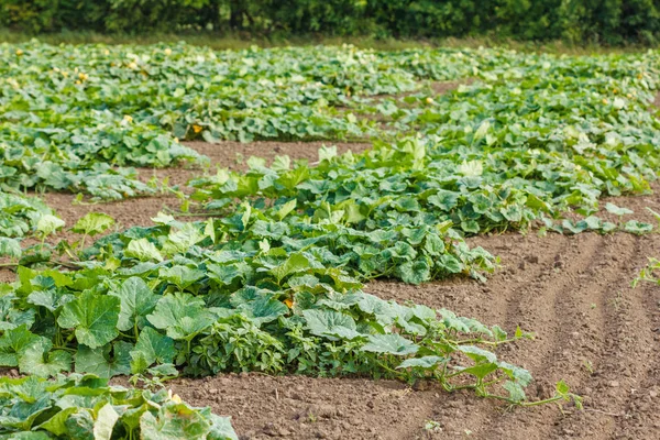 Filas de calabazas en el campo — Foto de Stock