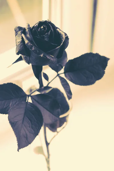 Чорна троянда на вікні — стокове фото
