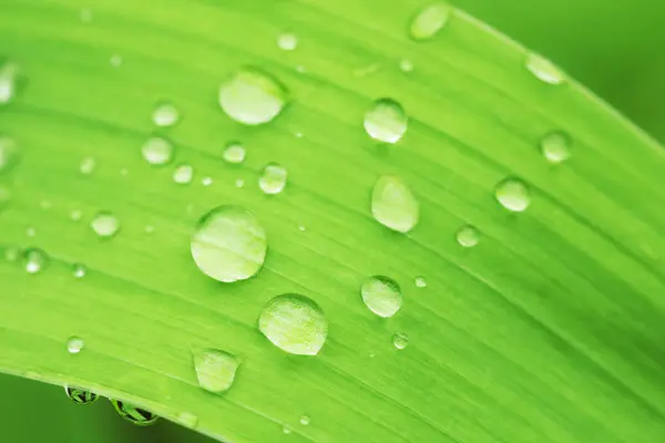 Grünes Blatt der Pflanze mit Wassertropfen aus nächster Nähe. — Stockfoto