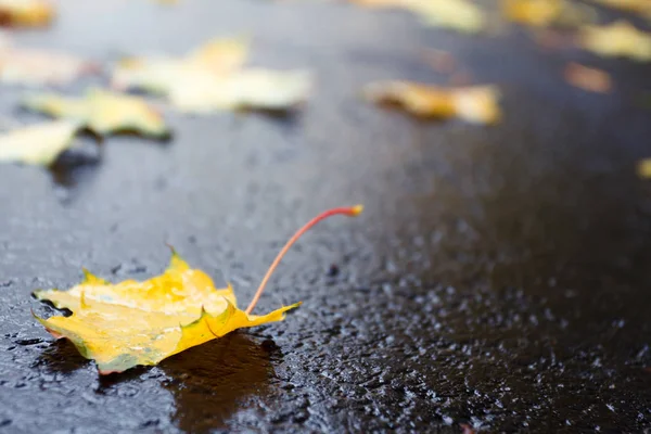 Podzimní listí na chodníku nebo silnici — Stock fotografie