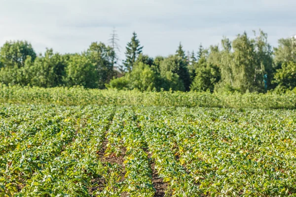 Rows of fodder beet on the field. — Stock Photo, Image