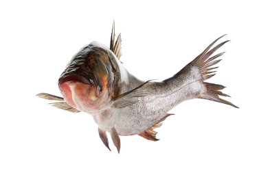 Beyaz izole sazan balık gümüş