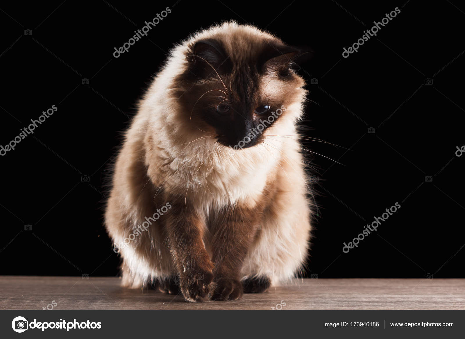 Black hotsell balinese cat
