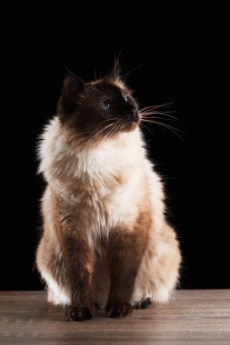 Güzel balinese siyah izole kedi